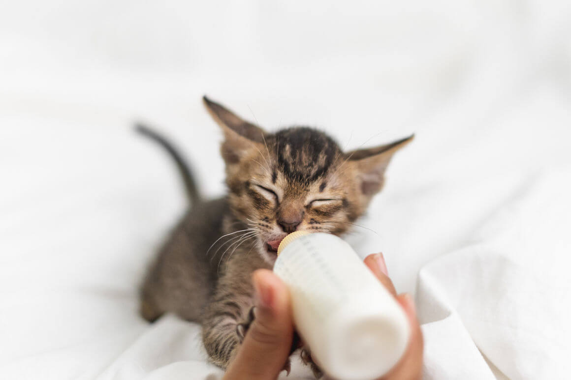 yeni-doğmuş-kedi-nasıl-bakılır-002.jpg