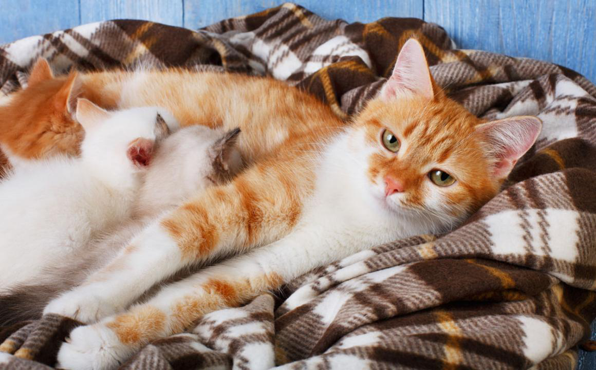&iquest;Cu&aacute;ndo se desteta un gato?