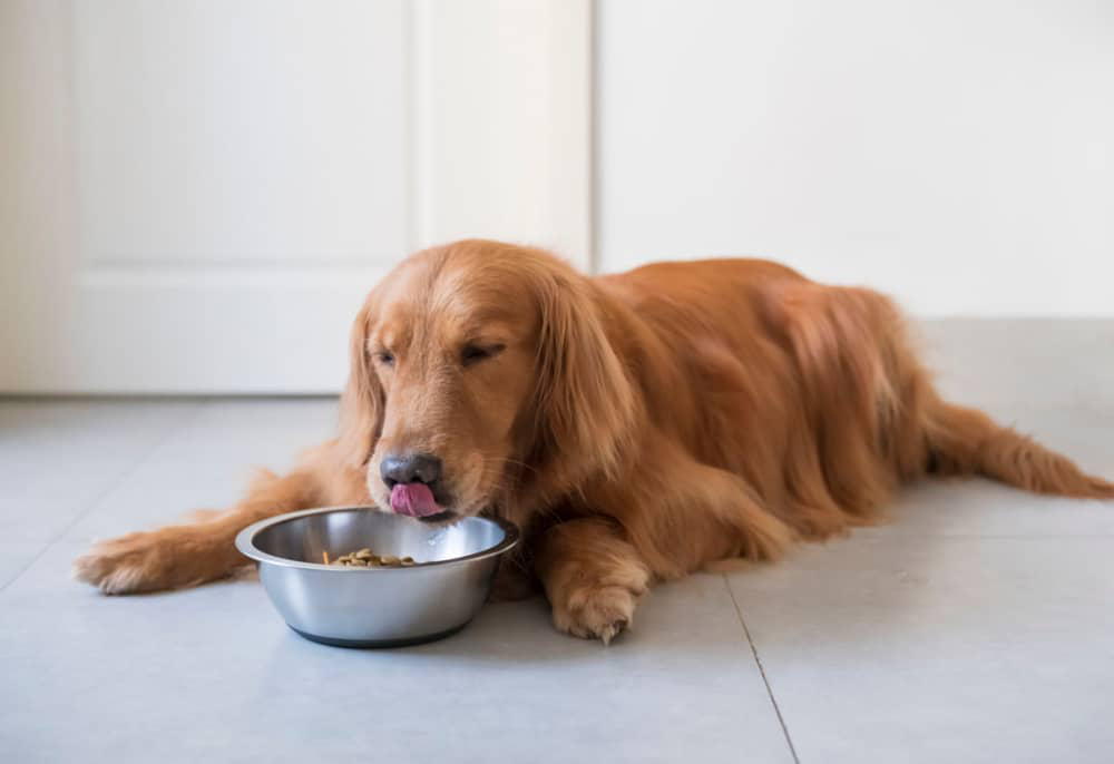 Alimentazione-cane-problemi-intestinali-002.jpg