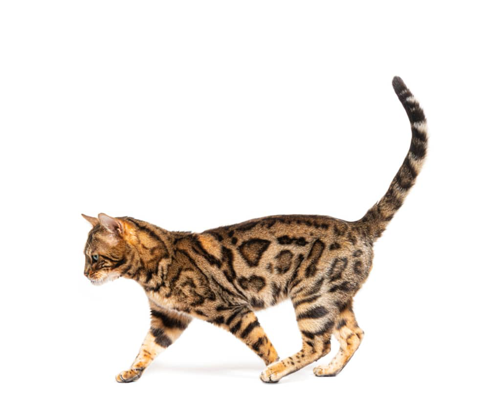comida-humeda-gastrointestinal-gatos-002.jpg