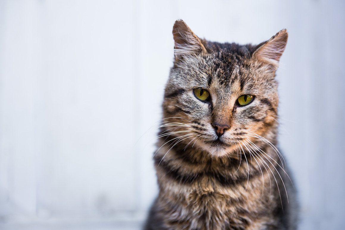 gato_anciano_2.jpg