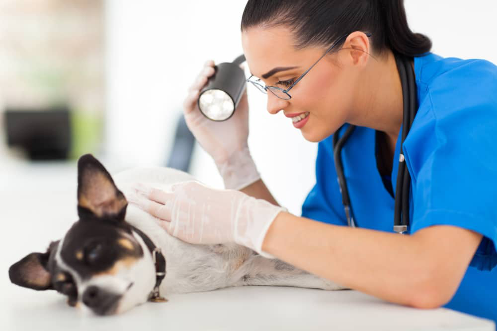 C&aacute;ncer-piel-perros-002.jpg