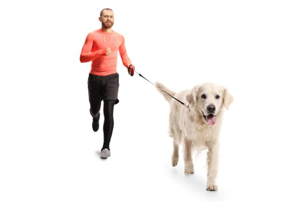&iquest;Por d&oacute;nde sudan los perros y c&oacute;mo?