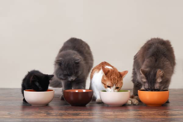 &iquest;Cu&aacute;l es el mejor pienso para gatos? Desc&uacute;brelos
