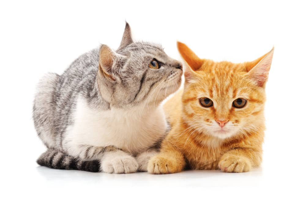 kızgın-kedi-002.jpg