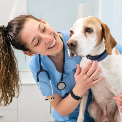 &Uacute;LCERA EN PERROS: CAUSAS, S&Iacute;NTOMAS Y TRATAMIENTO