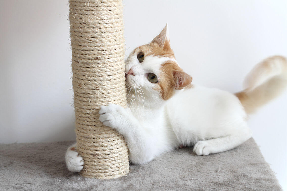 gato-hiperactivo_2.jpg
