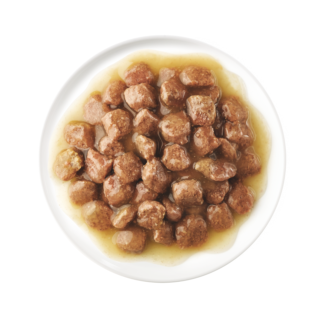 Plato de comida h&uacute;meda kitten