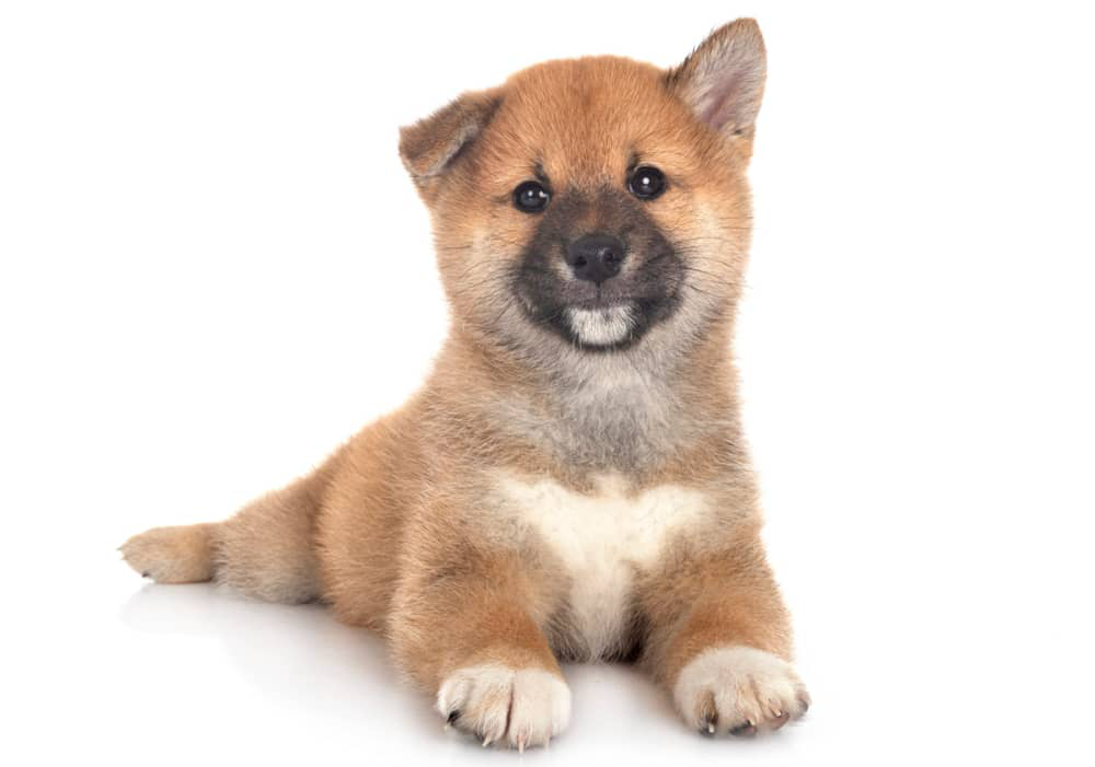 calendario-vacunas-cachorros-002.jpg