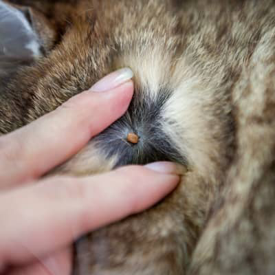 ZECCHE NEI GATTI: UNA MINACCIA DA NON SOTTOVALUTARE