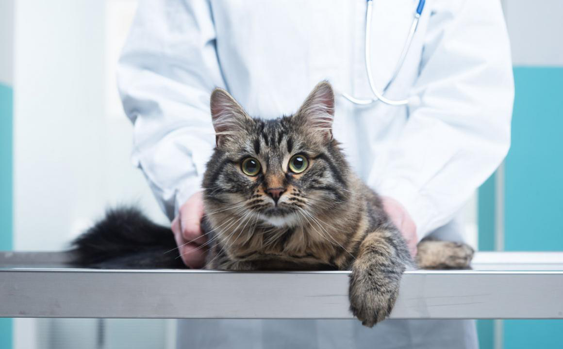 Dermatite nei gatti: cause, sintomi e trattamento