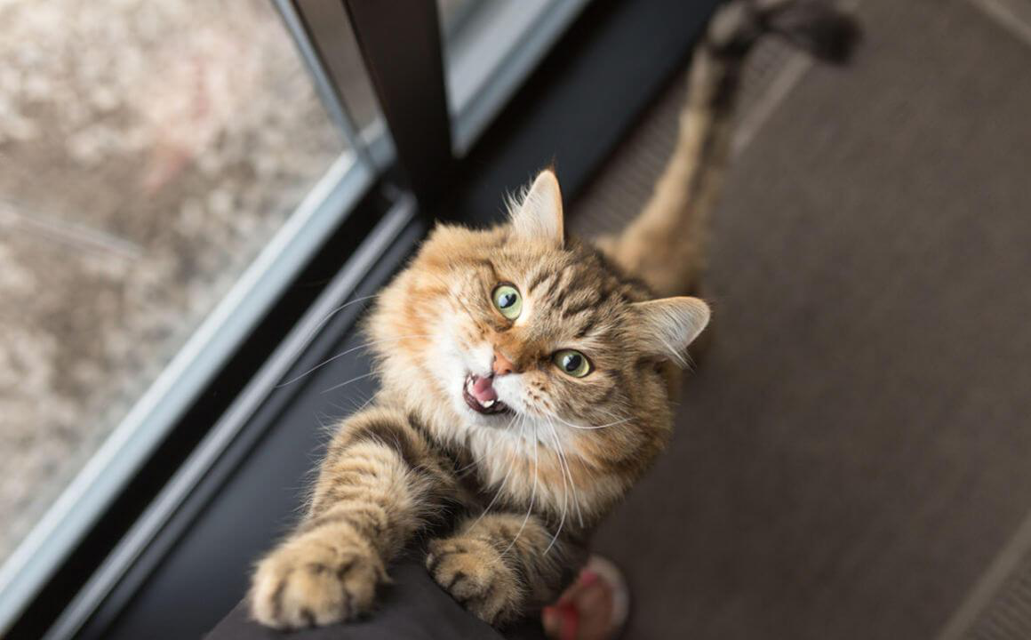 Perch&eacute; i gatti miagolano? 8 ragioni che devi sapere