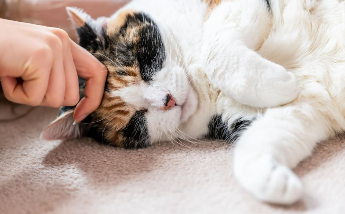 Chat qui vomit de la mousse : pourquoi ?