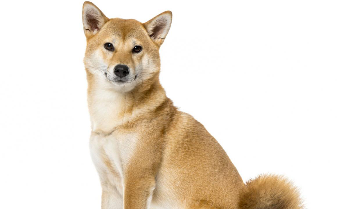 Shiba Inu: cari&ntilde;oso, independiente y con car&aacute;cter