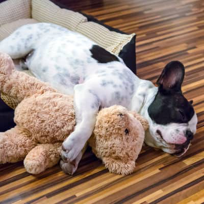 Embarazo psicol&oacute;gico en perros: s&iacute;ntomas, causas y tratamiento
