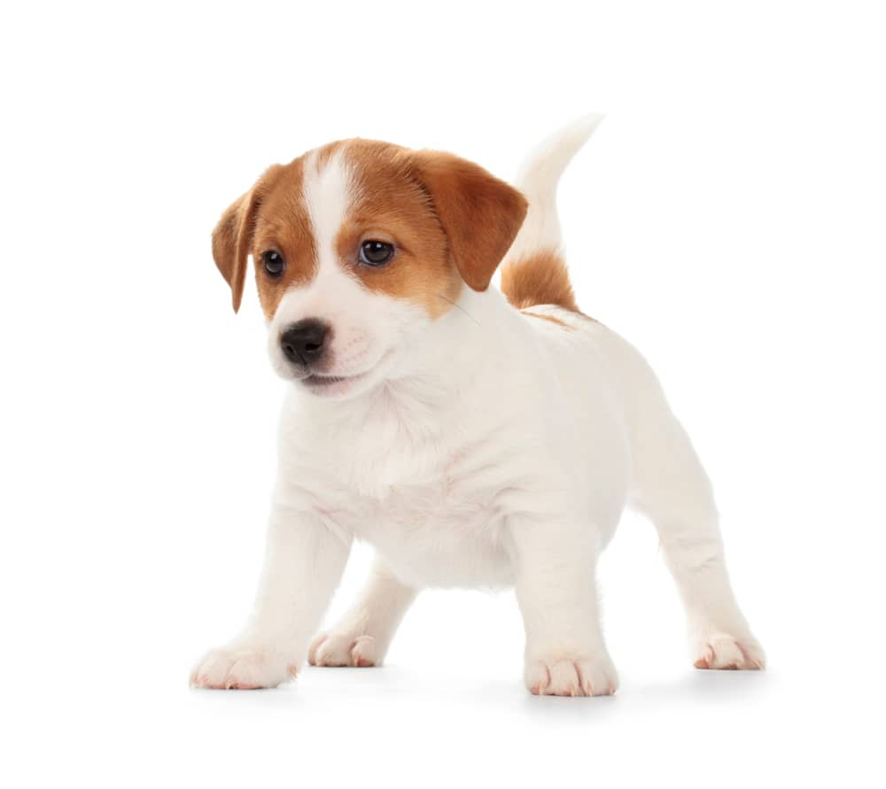 k&ouml;peklerde-parvovir&uuml;s-003.jpg