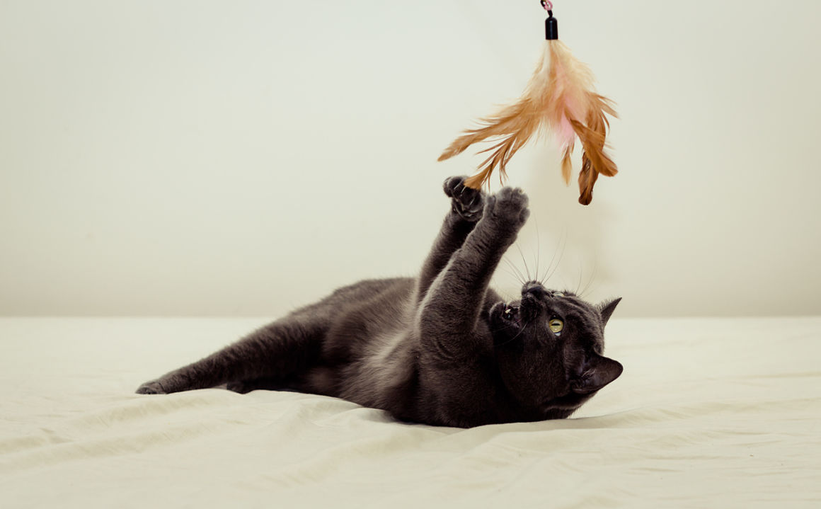 como-dorimir-a-un-gato_2.jpg