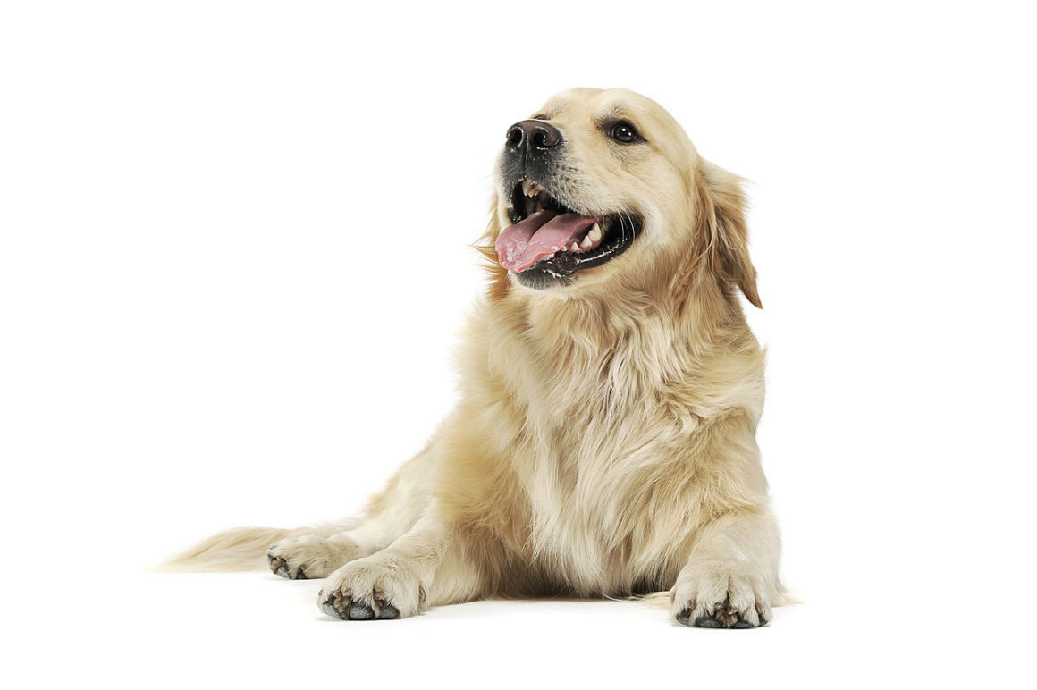 displasia-de-codo-en-perros-2.jpg
