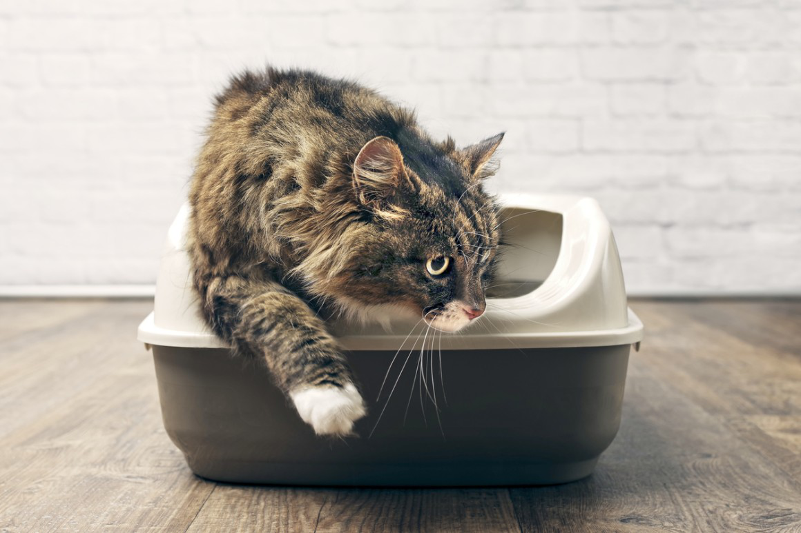 cristaux-urine-chat-002.jpg