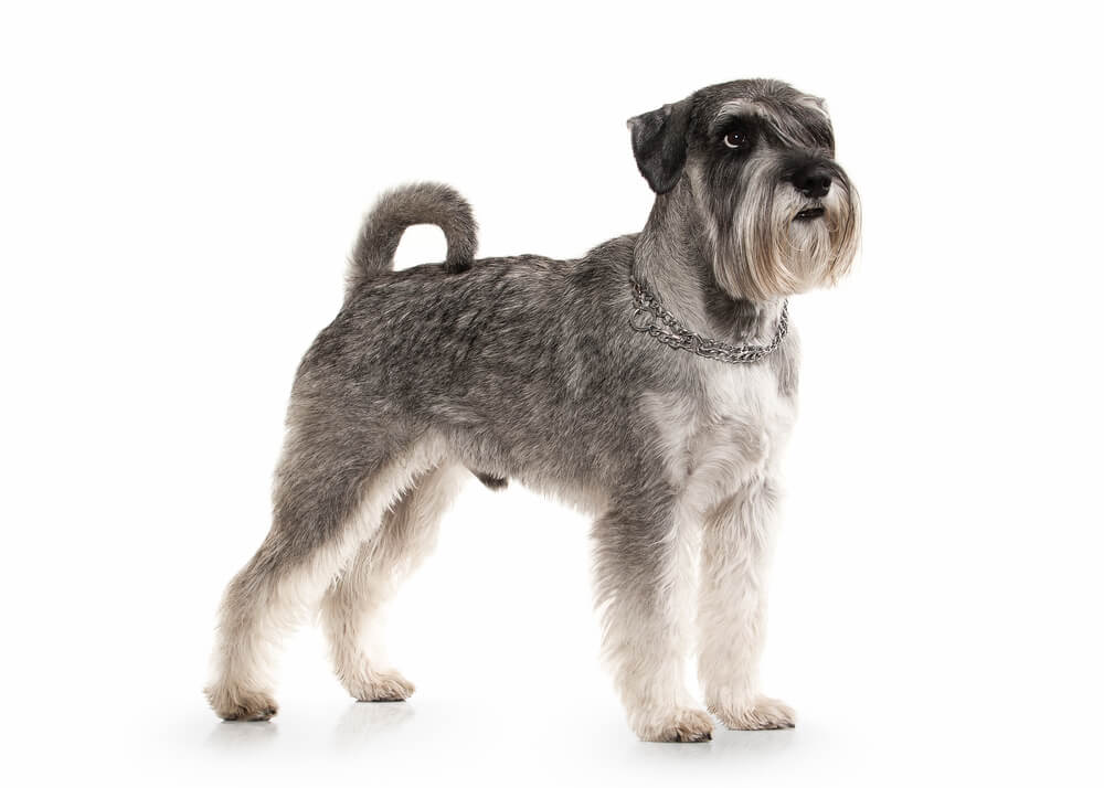 mon-chien-ne-mange-pas-1.jpg