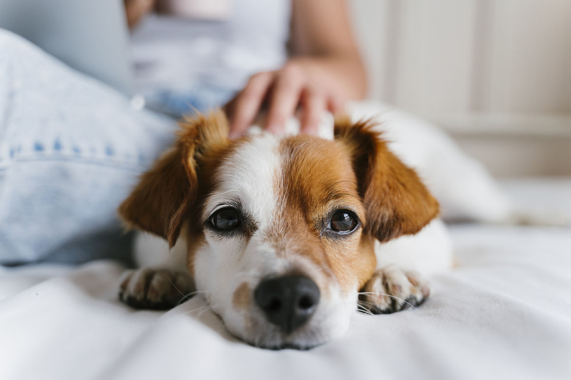 coccidios-en-perros-1.jpg