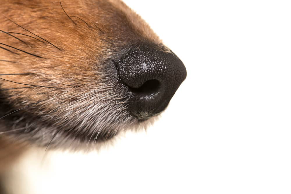 k&ouml;peklerde-burun-kuruluğu-002.jpg