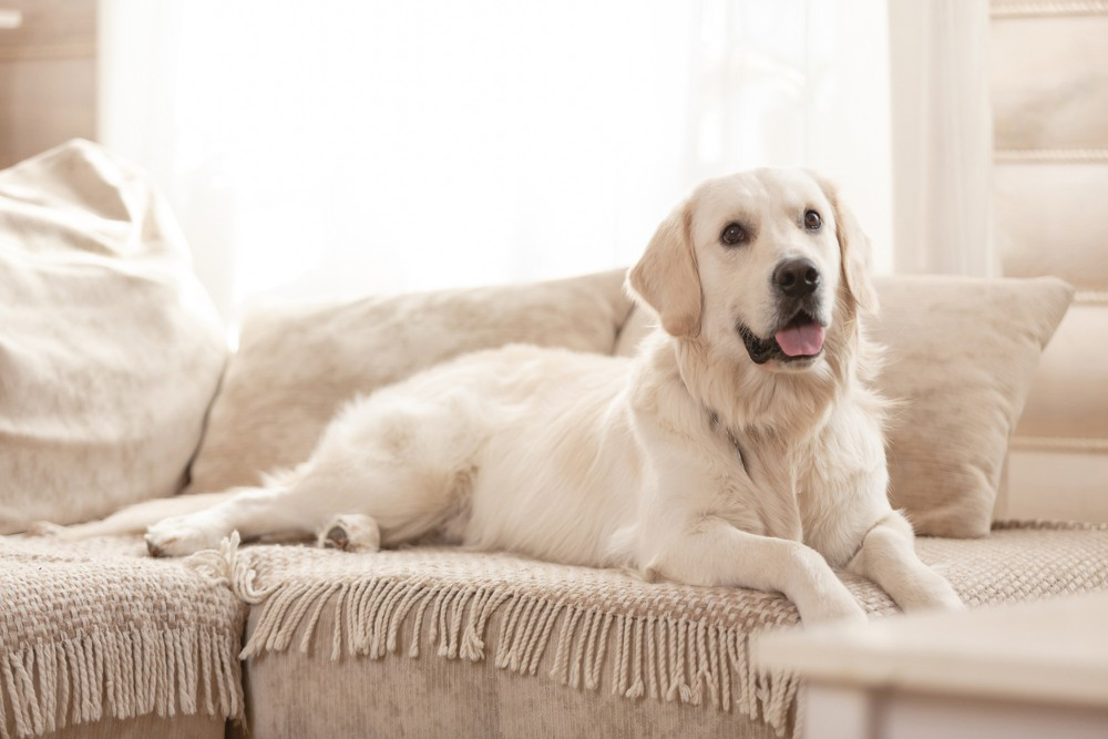glucosa-en-perros-sintomas.jpg