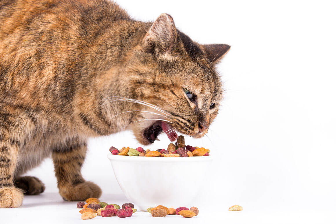 pienso-para-gatos_2.jpg