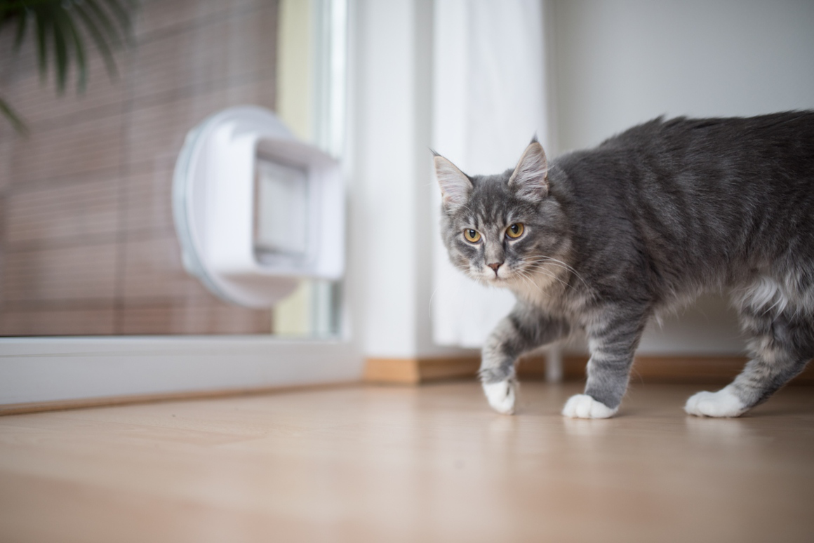 mon-chat-boite-2.jpg