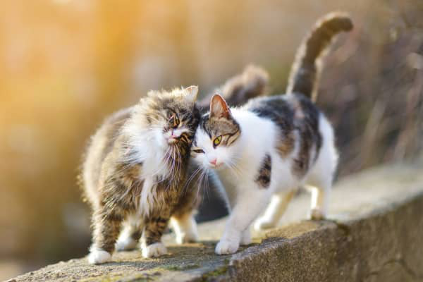 Quels sont les sympt&ocirc;mes du coryza chez le chat ?