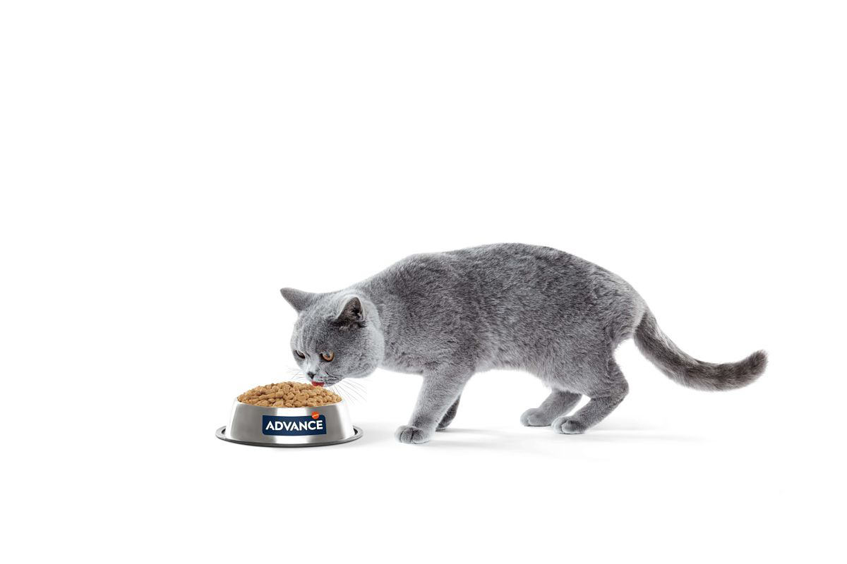 comida_gato_esterilizado_2.jpg