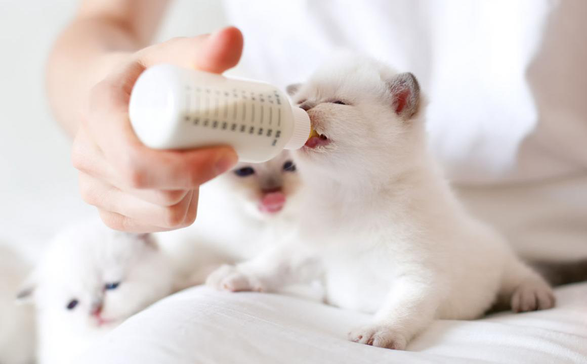 Quanto deve mangiare un gattino?