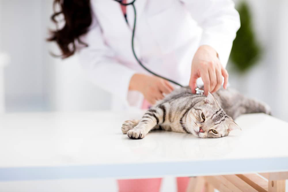 antibioticos-para-gatos-01.jpg