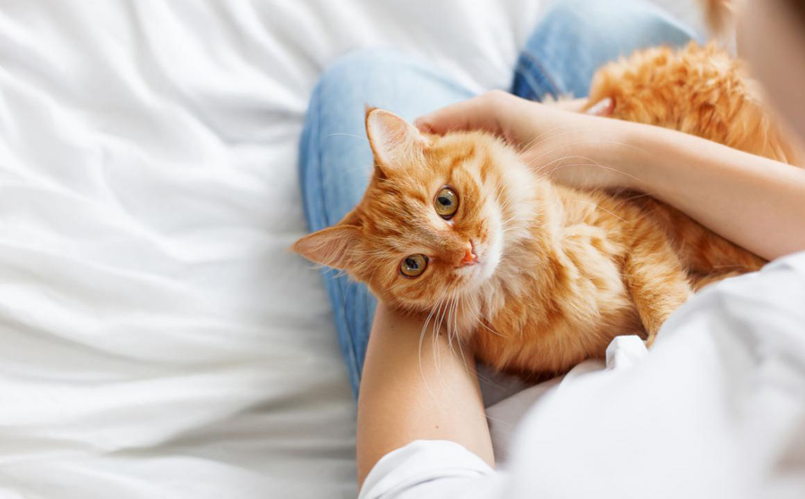 Pourquoi mon chat vomit de l&rsquo;eau ?