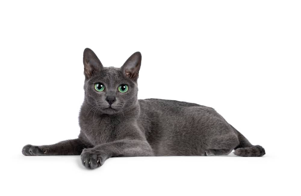 enfermedades-en-los-ojos-de-los-gatos-01.jpg