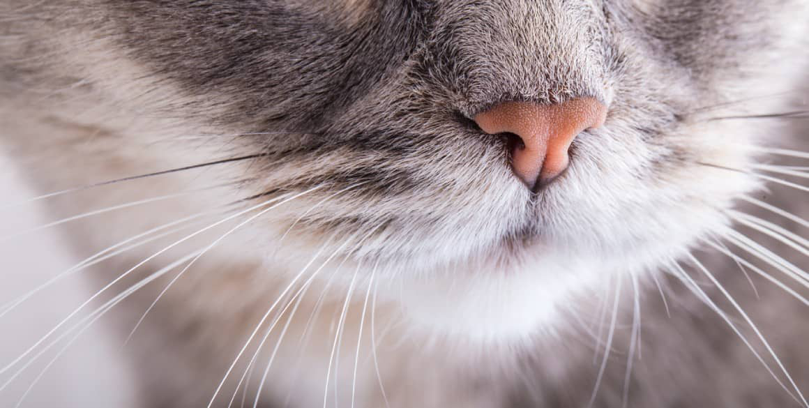 baffi-dei-gatti-002.jpg