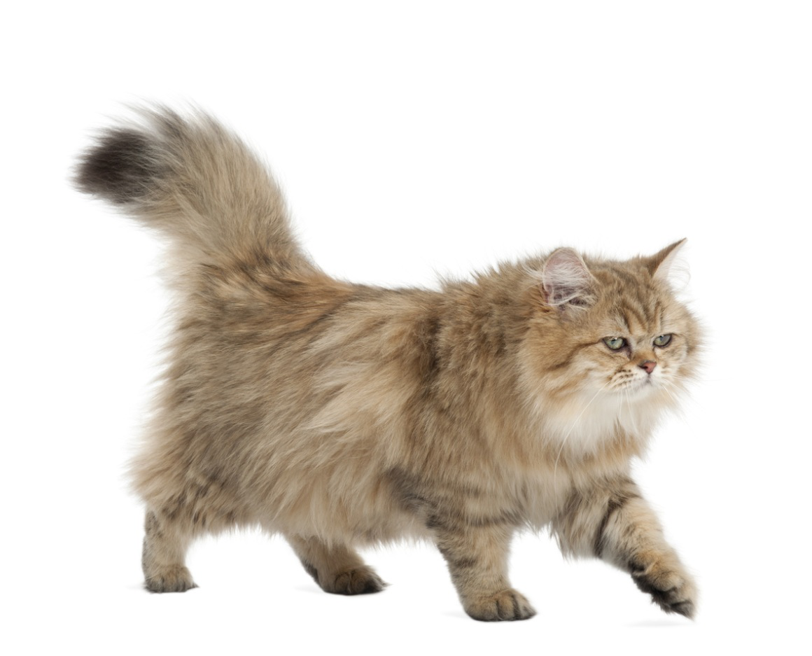fallo_renal_gatos_2.jpg