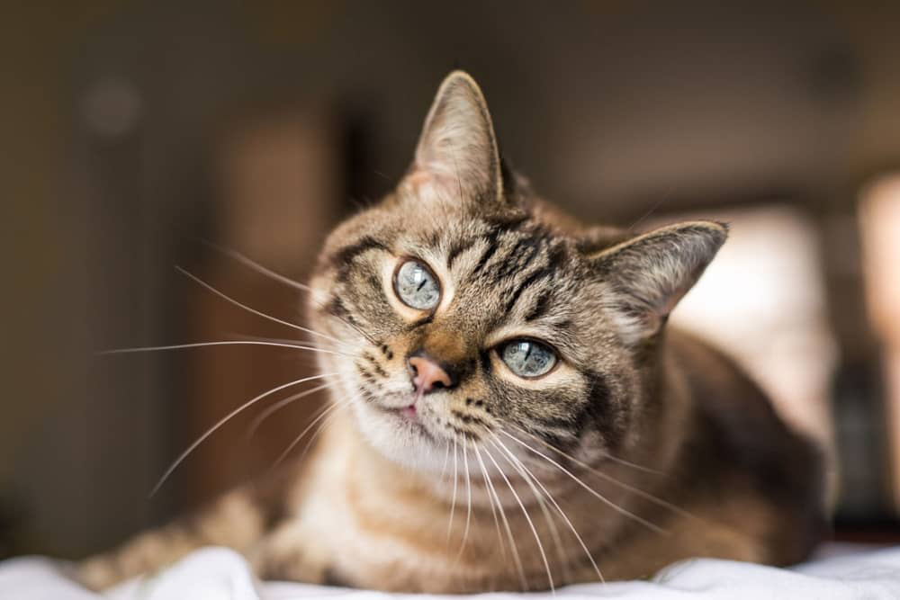 dermatite-chat-003.jpg