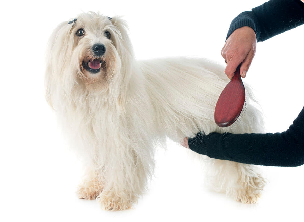 perdita-pelo-cane-2.jpg