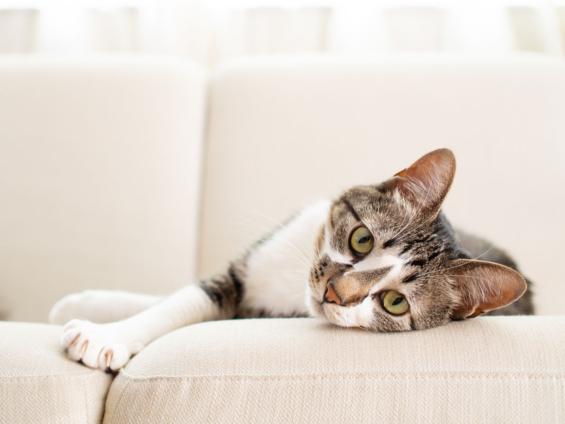 sistema-inmunologico-gatos-2.jpg