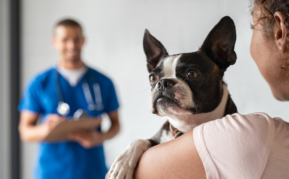 &iquest;A que edad se puede castrar un perro?