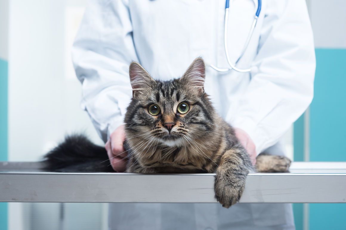 mon-chat-bave-2.jpg