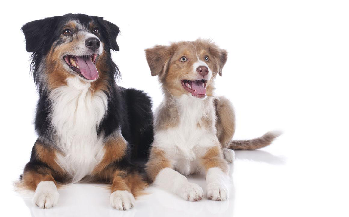 Op welke leeftijd is een hond volwassen?