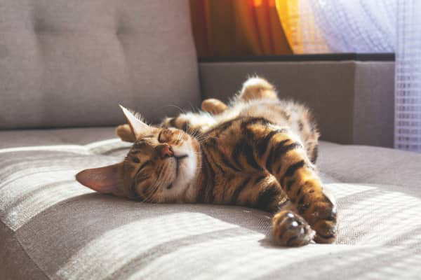 Pancr&eacute;atite du chat : causes et prises en charge