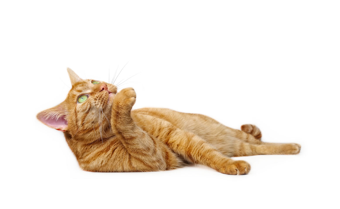 mon-chat-vomit-de-la-mousse-2.jpg