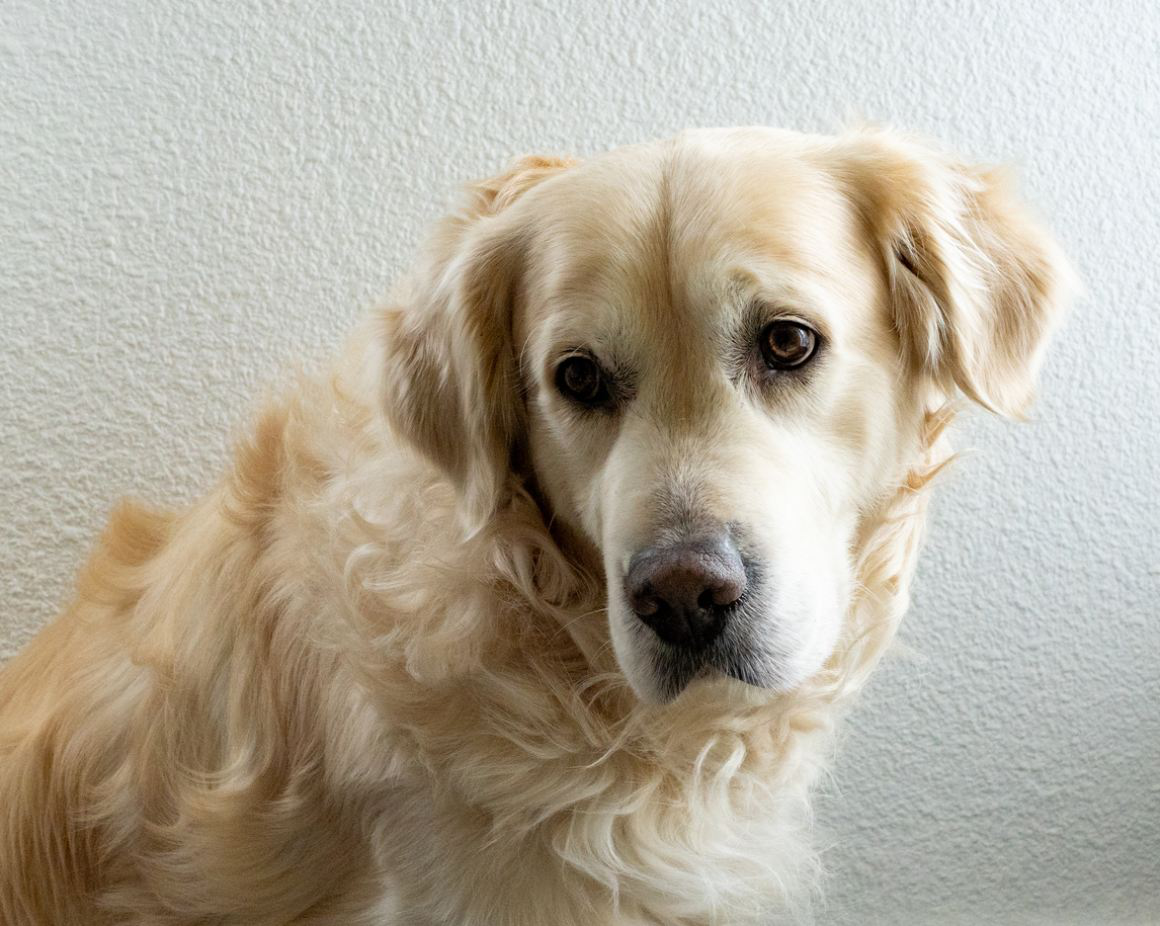 hemorroides_en_perros_2.jpg
