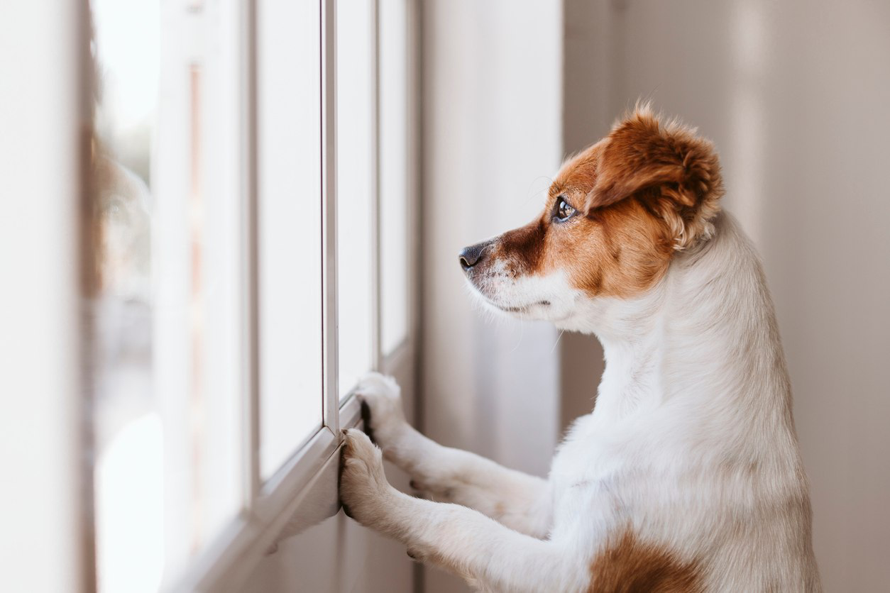 dejar-solo-a-un-cachorro-en-casa-2.jpg