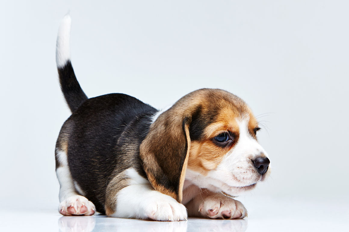 perro-beagle-2.jpg