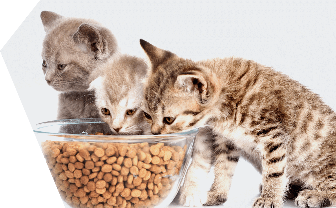 COM ALIMENTAR UN GATET ACABAT DE DESLLETAR