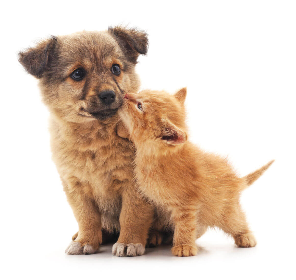 cani-e-gatti-insieme-2.jpg